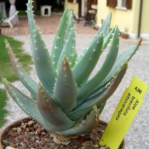aloe brevifolia albovariegata

temperatura minima sopportato: -10°C