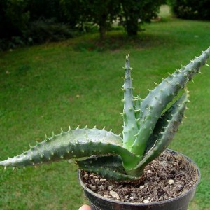 aloe ferox