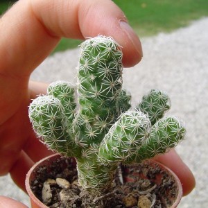 mammillaria gracilis var. fragilis

temperatura minima sopportata: -10°C