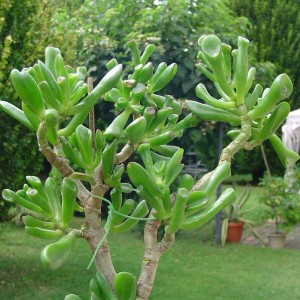 Crassula portulacea Hobbit