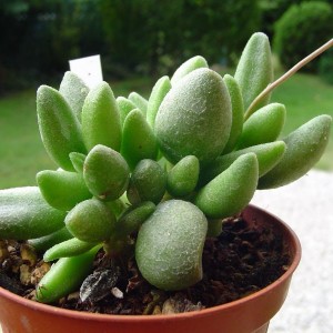 adromischus marianae alveolatus