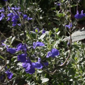 Salvia chamaedryoides silver.leaved