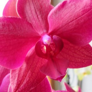 orchidea 3 particolare