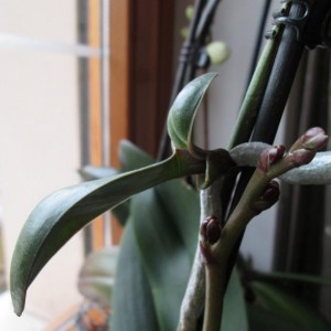 orchidea con pianta sullo stelo