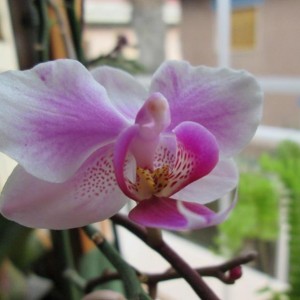 orchidea 2 Particolare (2)