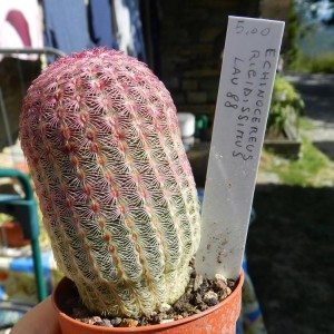 Echinocereus rigidissimus LAU 88