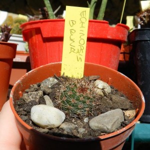 Echinopsis bruna