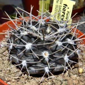 Gymnocalycium brachypetalum P 101