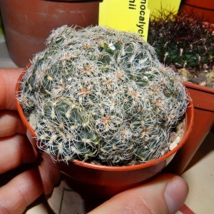 Gymnocalycium bruchii