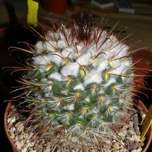 Mammillaria bombycina