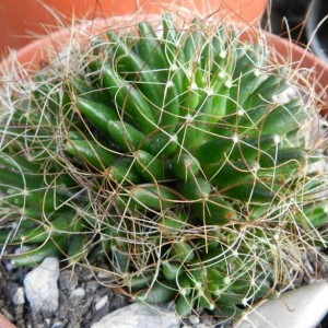 Mammillaria decipiens2