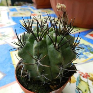 Neoporteria paucicostata