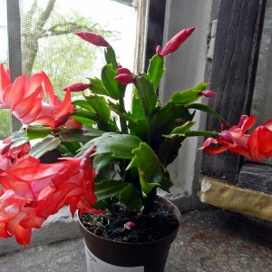 Schlumbergera 'Caribbean Dancer.'