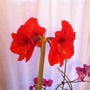 amaryllis1