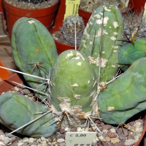 Trichocereus bridgesii fa. monstrosa