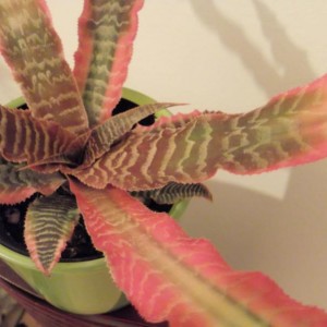 Cryptanthus2