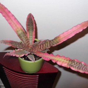 Cryptanthus1