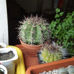 Melocactus Amazonicus + Melocactus Erythracanthus