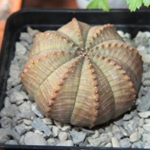 Euphorbia obesa