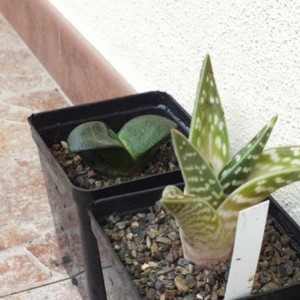 Gasteria Armstrongi + Aloe Variegata