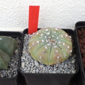 Astrophytum Asterias