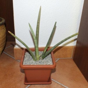 Sansevieria Cylindrica