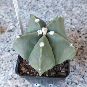 Astrophytum Myriostigma Nudum