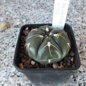 Gymnocalycium Denudatum