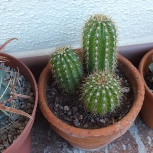 Trichocereus Spachianus