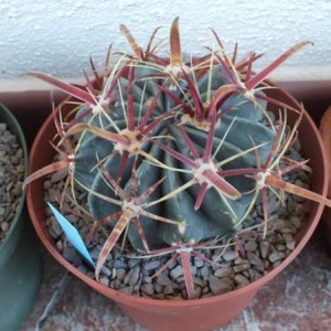 Ferocactus Latispinus