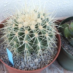 Echinocactus Grusonii