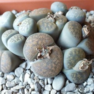 Lithops in mix