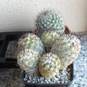 Mammillaria Microhelia (?)