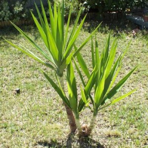 Yucca