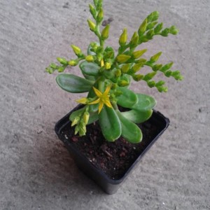 Sedum Dendroideum Praealtum