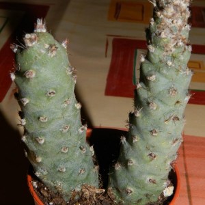 tephrocactus articulatus inermis