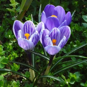 crocus 7