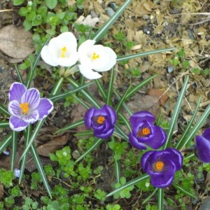 crocus 6