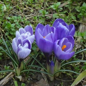 crocus 4