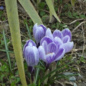 crocus 3