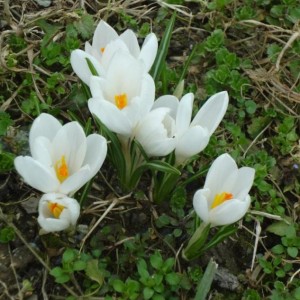 crocus 2