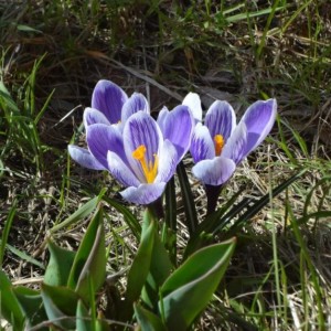 crocus 1