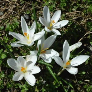 crocus 5