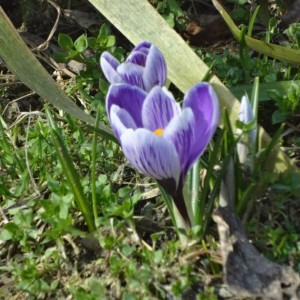 crocus