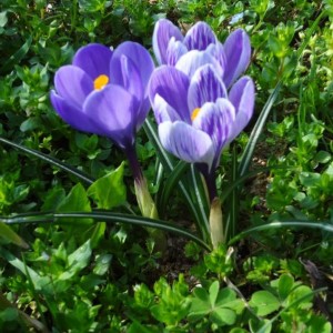 crocus 8