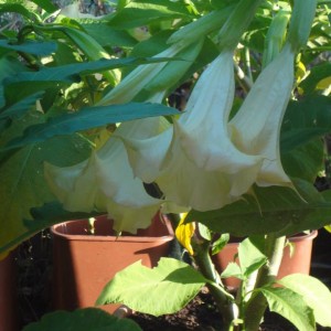 datura1