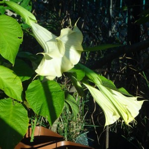 datura