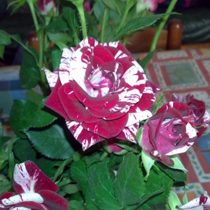 roselline perse 2