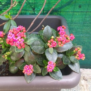 kalanchoe