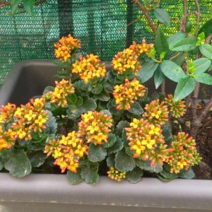 kalanchoe